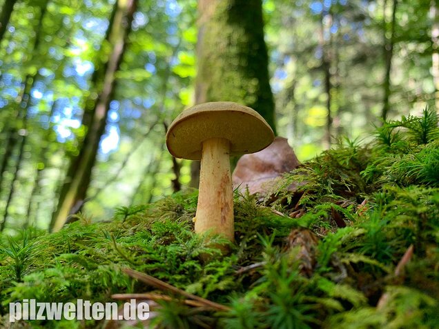 Ziegenlippe, Xerocomus subtomentosus