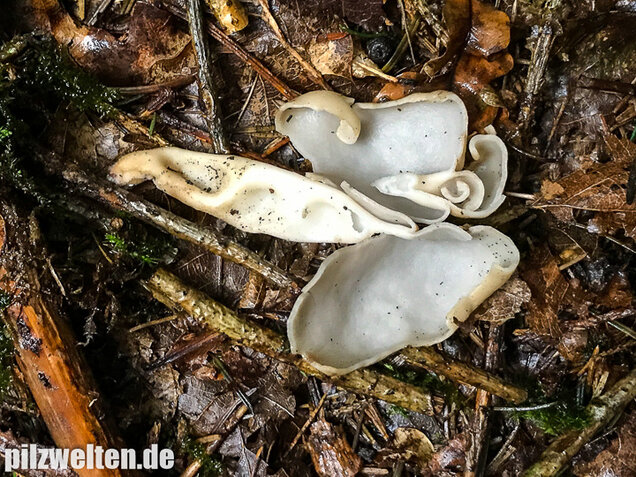 Elastische Lorchel, Helvella elastica