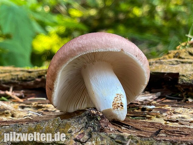 Speisetäubling, Russula vesca