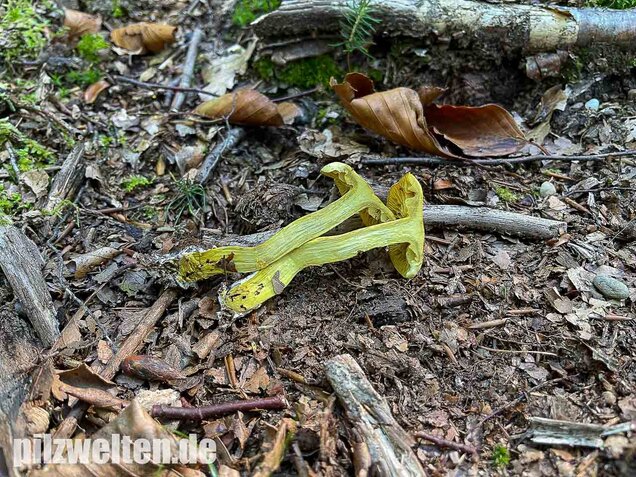 Gemeiner Schwefelritterling, Tricholoma sulphureum