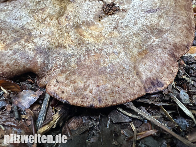 Gezonter Violettmilchling, Lactarius violascens