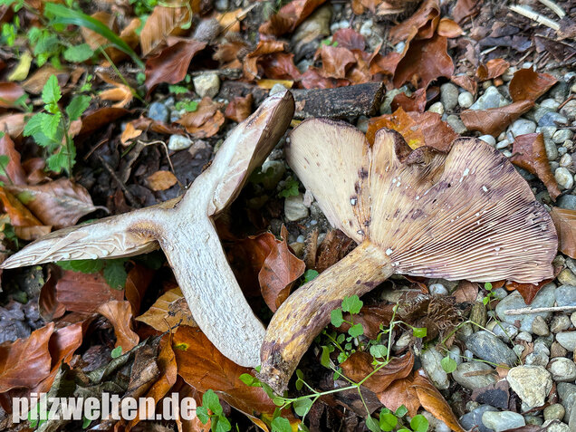 Gezonter Violettmilchling, Lactarius violascens