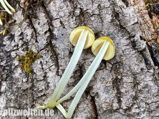 Goldmistpilz, Bolbitius titubans