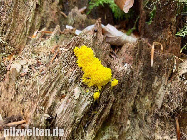 Hexenbutter, Fuligo septica