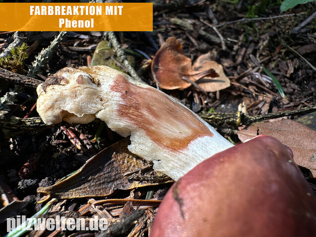 Hohlstieltäubling, Weißtannentäubling, Russula cavipes