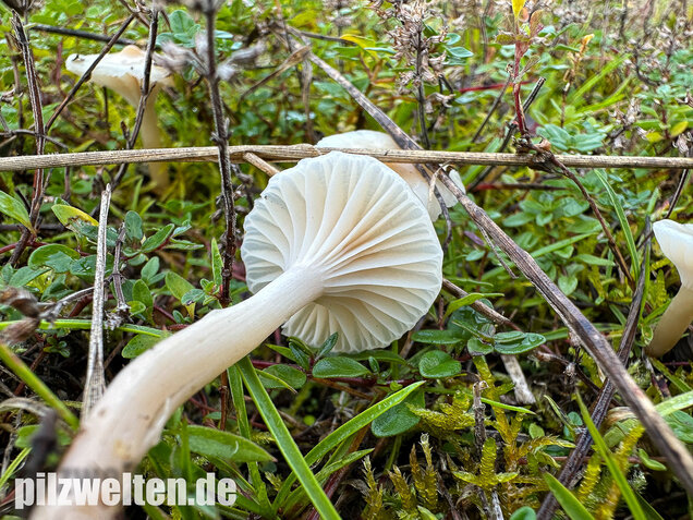 Jungfernellerling, Glasigweißer Ellerling, Cuphophyllus virgineus