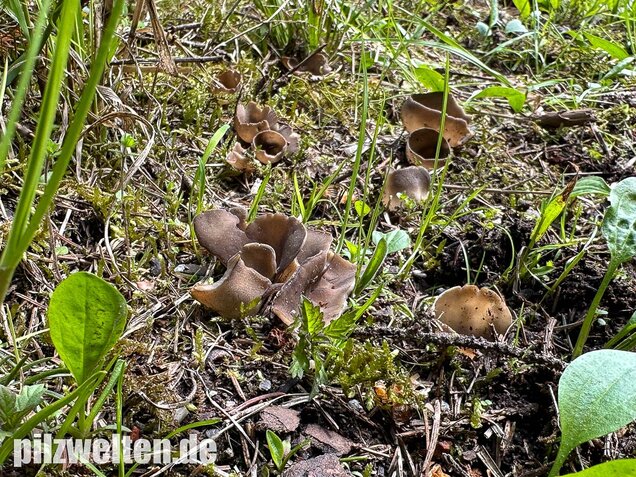 Kleine Becherlorchel, Dissingia confusa
