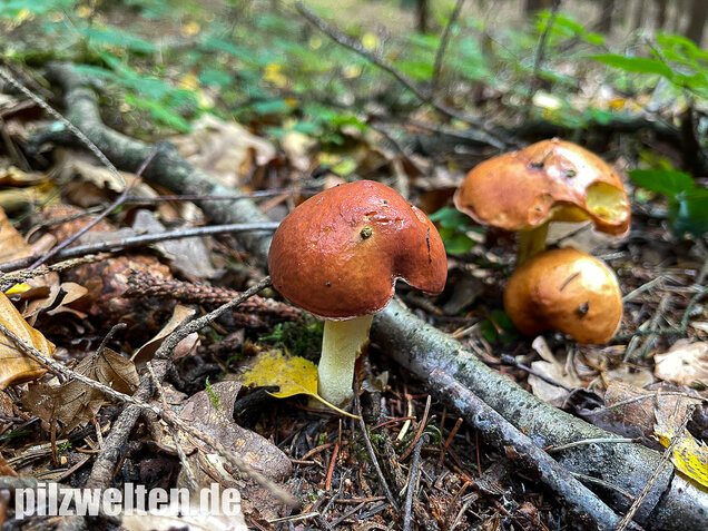 Körnchenröhrling, Suillus granulatus