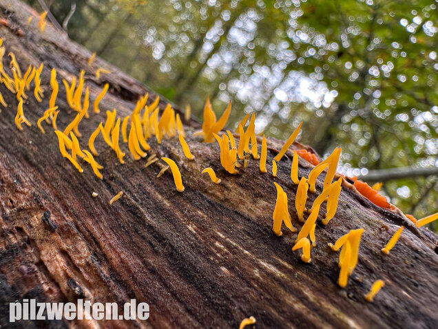 Laubholzhörnling, Calocera cornea