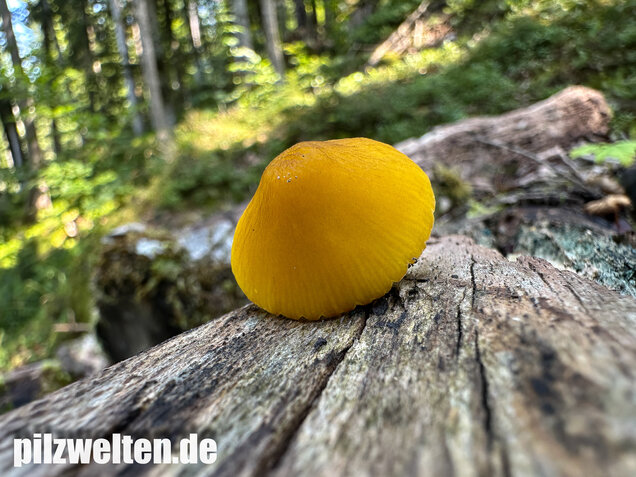 Löwengelber Dachpilz, Pluteus leoninus