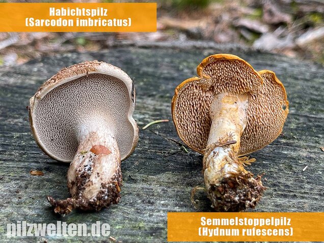 Habichtspilz, Sarcodon imbricatus