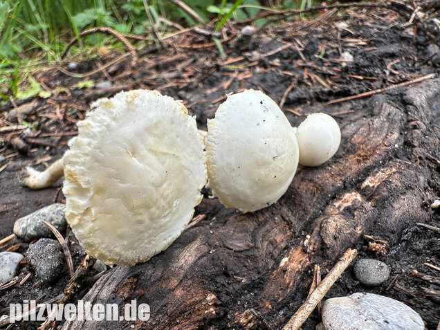 Weißer Ackerling, Rissiger Ackerling, Agrocybe dura