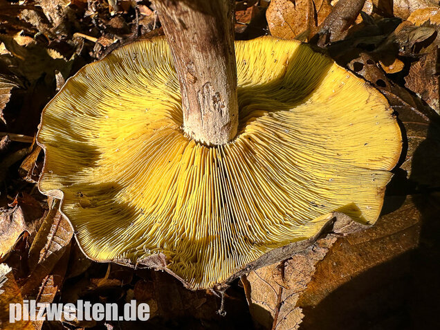 Gelbblättriger Rasling, Rötender Schönkopf, Calocybe favrei