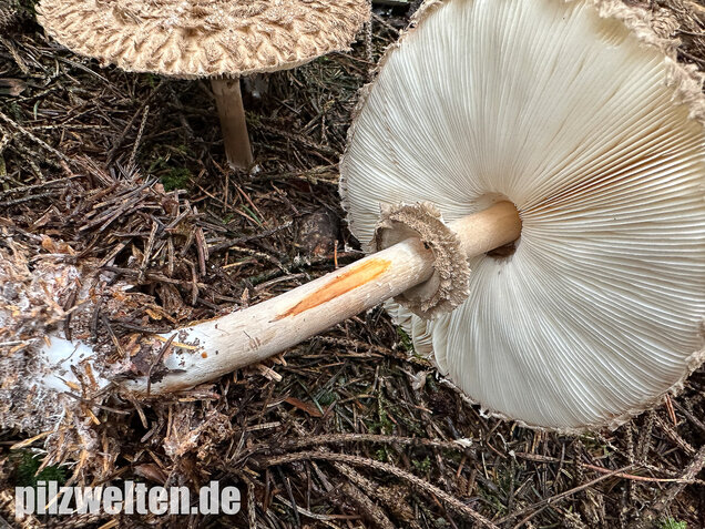 Olivbrauner Safranschirmling, Wald-Safranschirmling, Chlorophyllum olivieri