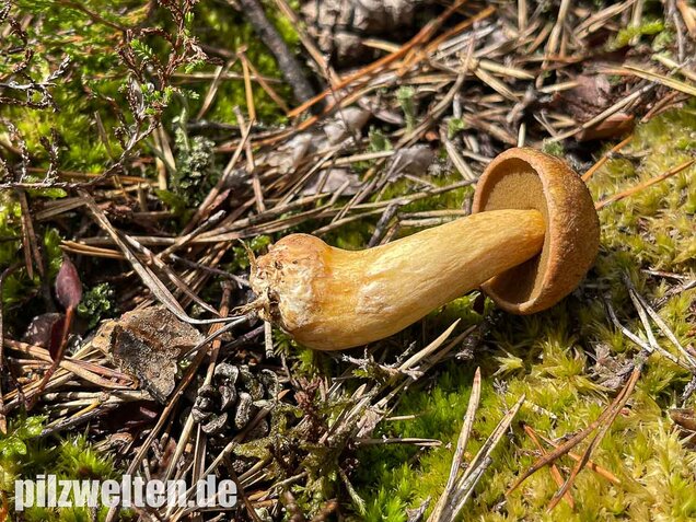 Sandröhrling, Suillus variegatus