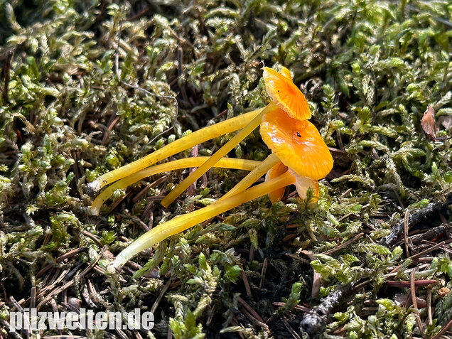 Schleimfußsaftling, Klebriger Saftling, Hygrocybe glutinipes