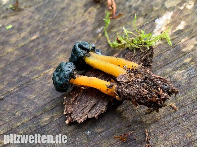 Schwarzgrünes Gallertkäppchen, Leotia viscosa
