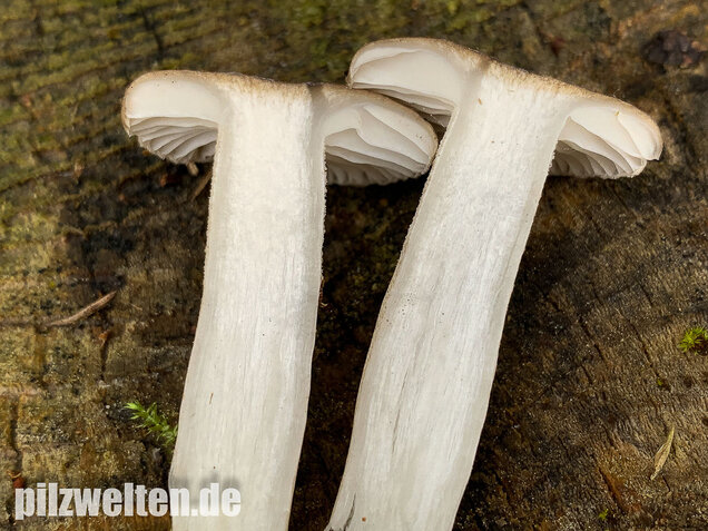 Schwarzpunktierter Schneckling, Hygrophorus pustulatus