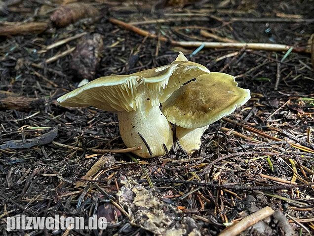 Seifenritterling, Tricholoma saponaceum