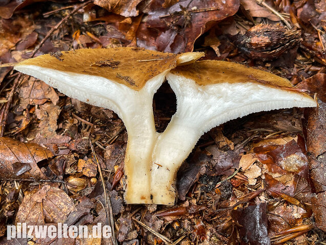 Sklerotienporling, Polyporus tuberaster