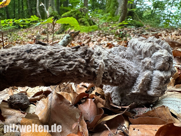 Strubbelkopfröhrling, Strobilomyces strobilaceus