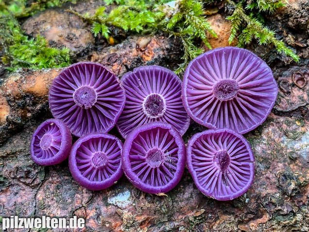 Violetter Lacktrichterling, Laccaria amethystina