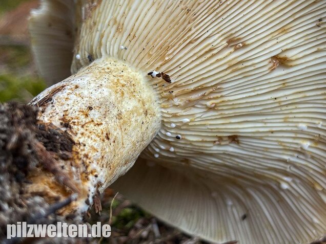 Wolliger Milchling, Lactifluus vellereus