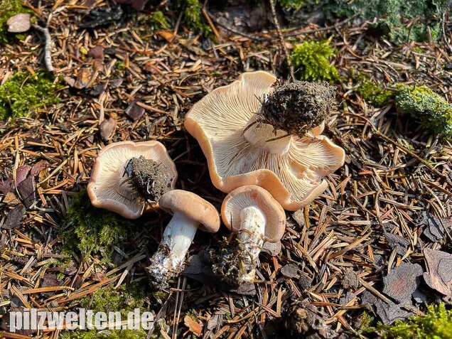Würziger Tellerling, Clitopilus geminus