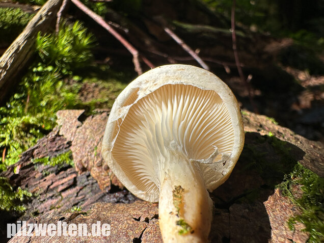 Berindeter Seitling, Pleurotus dryinus