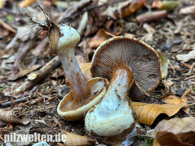 Buchenklumpfuß, Cortinarius anserinus