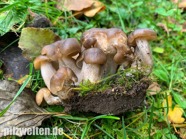 Büscheliger Rasling, Lyophyllum decastes