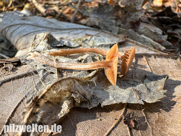Flockiger Trompetenschnitzling, Tubaria conspersa