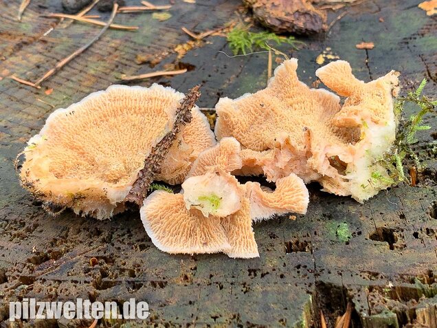 Gallertfleischiger Fältling, Phlebia tremellosa