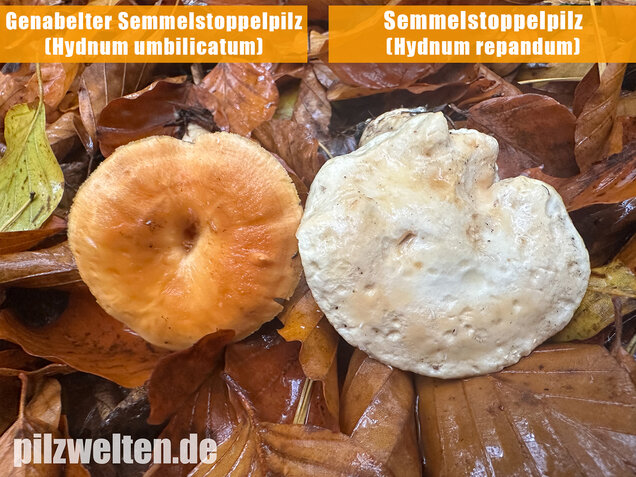 Genabelter Semmelstoppelpilz, Hydnum umbilicatum