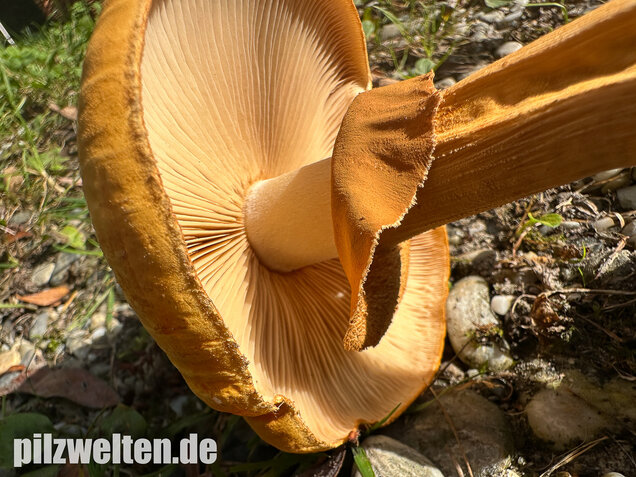 Glimmerschüppling, Phaeolepiota aurea