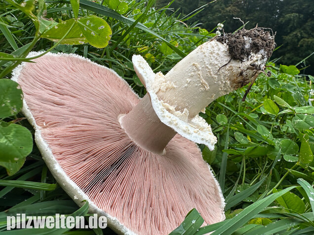 Großsporiger Riesenchampignon, Agaricus urinascens