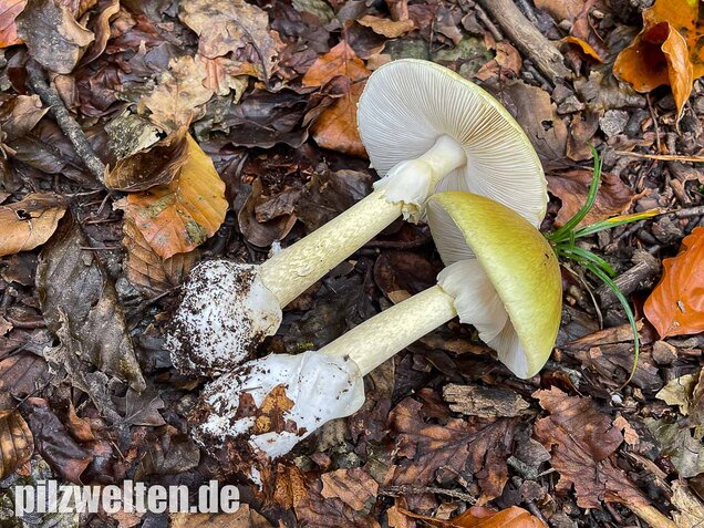 Grüner Knollenblätterpilz, Amanita phalloides