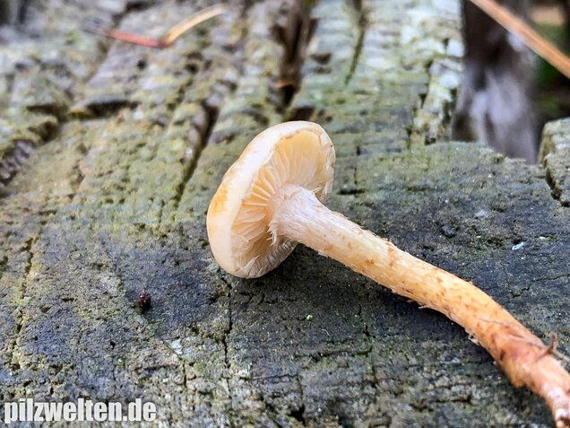 Gummischüppling, Pholiota gummosa