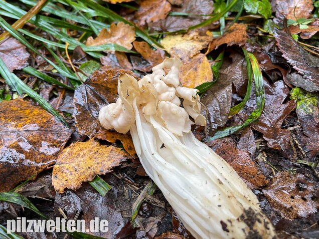 Herbstlorchel, Helvella crispa