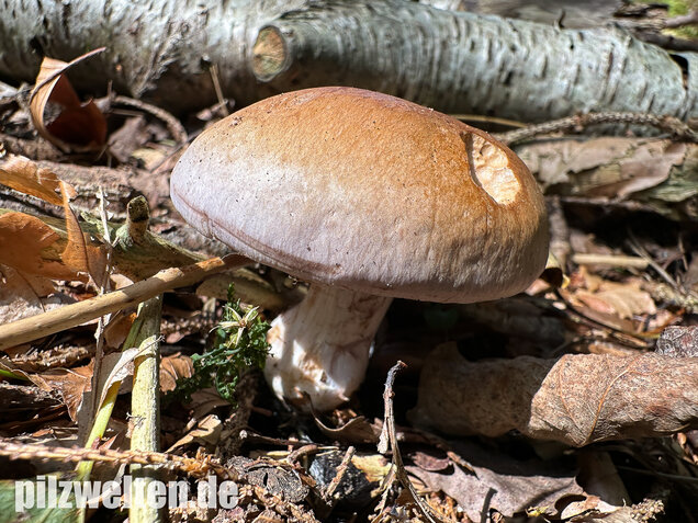 Verfärbender Schleimkopf, Cortinarius largus