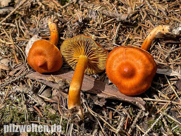 Kupferroter Hautkopf, Cortinarius uliginosus