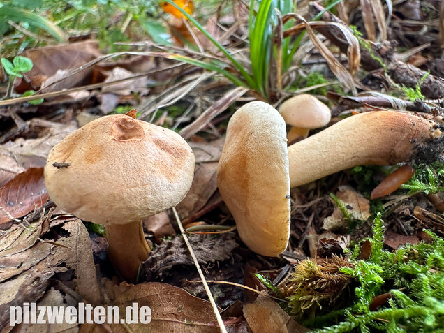 Lärchenritterling, Schwammiger Ritterling, Tricholoma psammopus