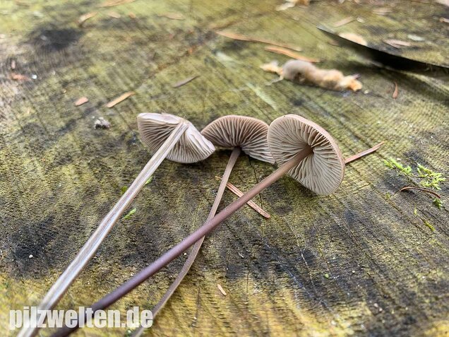 Langstieliger Knoblauchschwindling, Mycetinis alliaceus