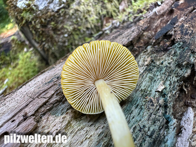Löwengelber Dachpilz, Pluteus leoninus