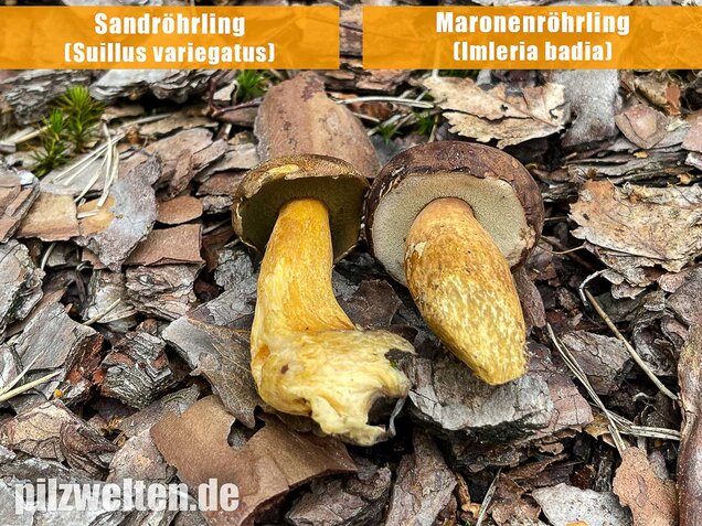 Maronenröhrling, Imleria badia