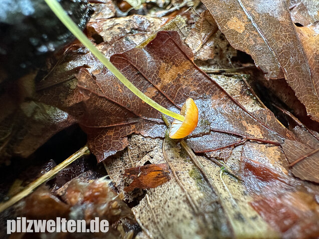Orangeroter Helmling, Mycena acicula