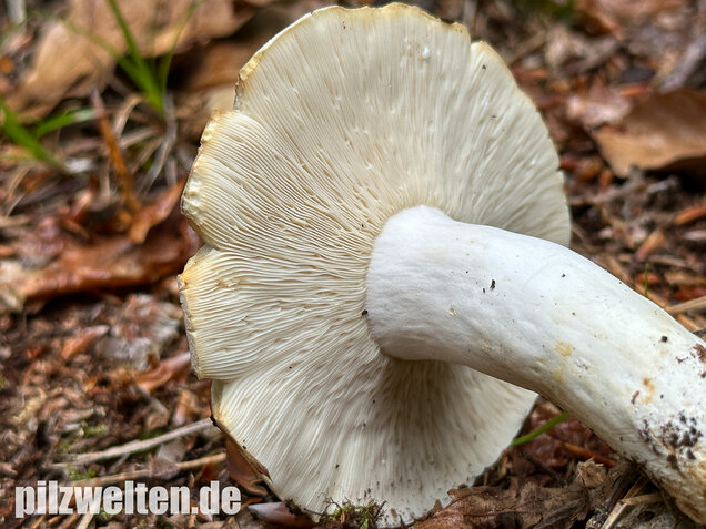 Pfeffermilchling, Lactifluus piperatus