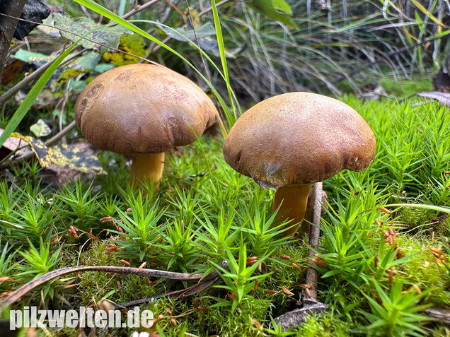 Pfefferröhrling, Chalciporus piperatus