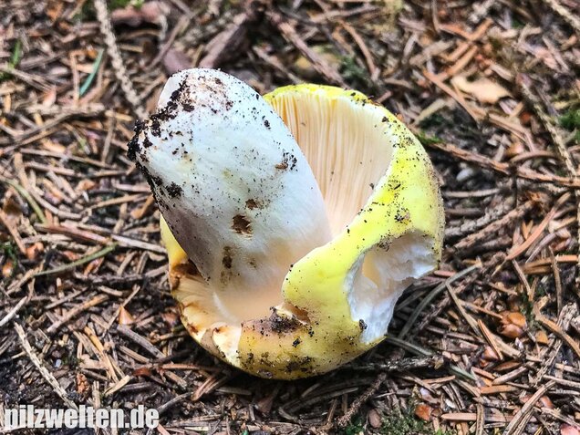 Violettstieliger Pfirsichtäubling, Russula violeipes