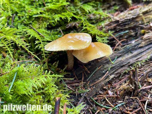 Rauchblättriger Schwefelkopf, Hypholoma capnoides